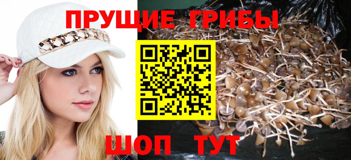 Псилоцибиновые грибы прущие грибы Ртищево